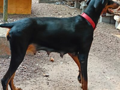 Doberban