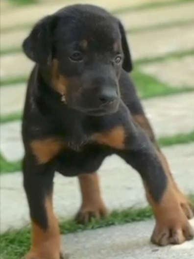 Doberman