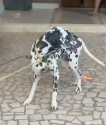 Dalmation