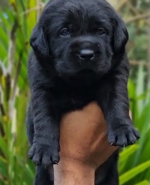 Labrador