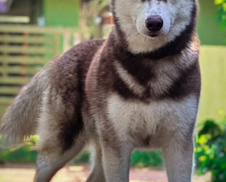 Husky