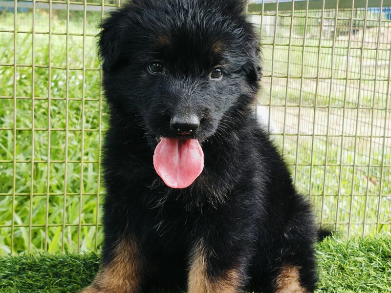 German shepherd