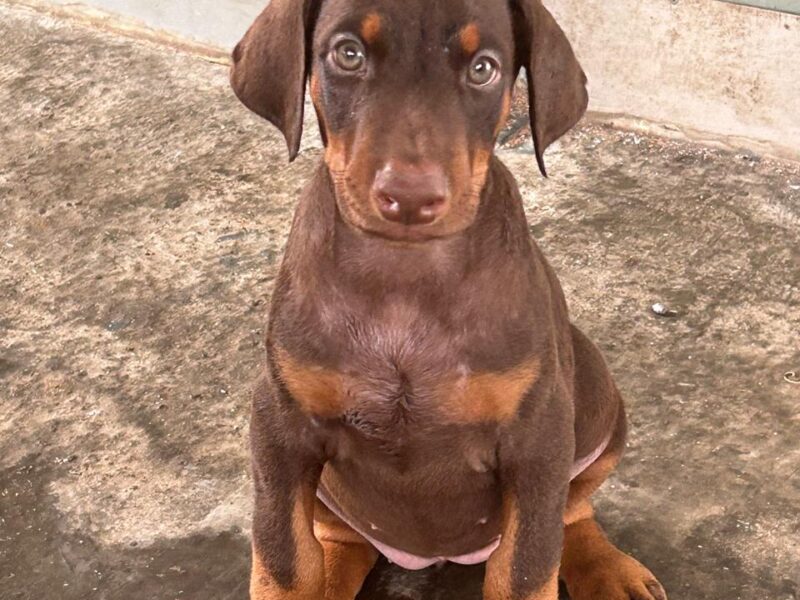 Doberman