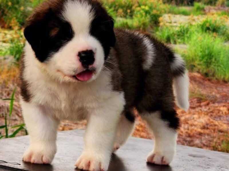 Saint Bernard