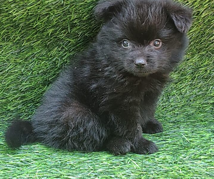 Minipom