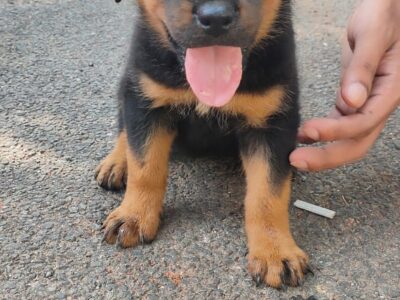 Rottweiler