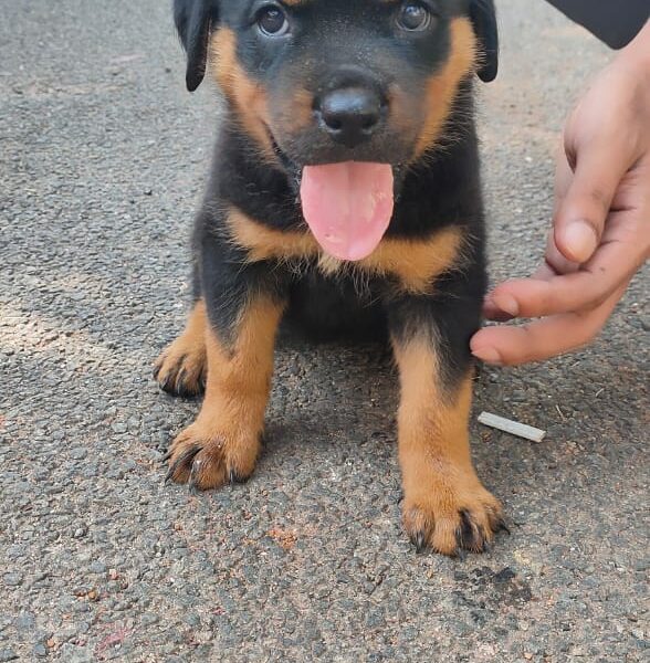 Rottweiler