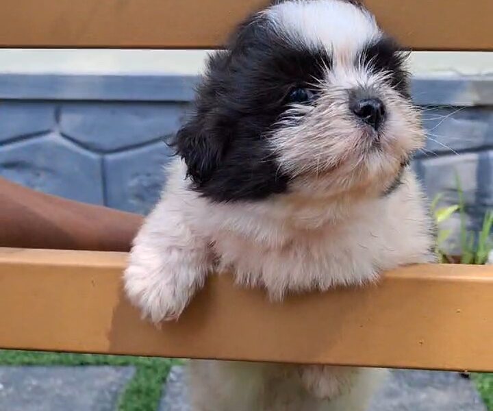 LHASA APSO