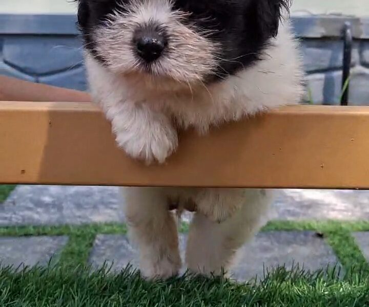 LHASA APSO