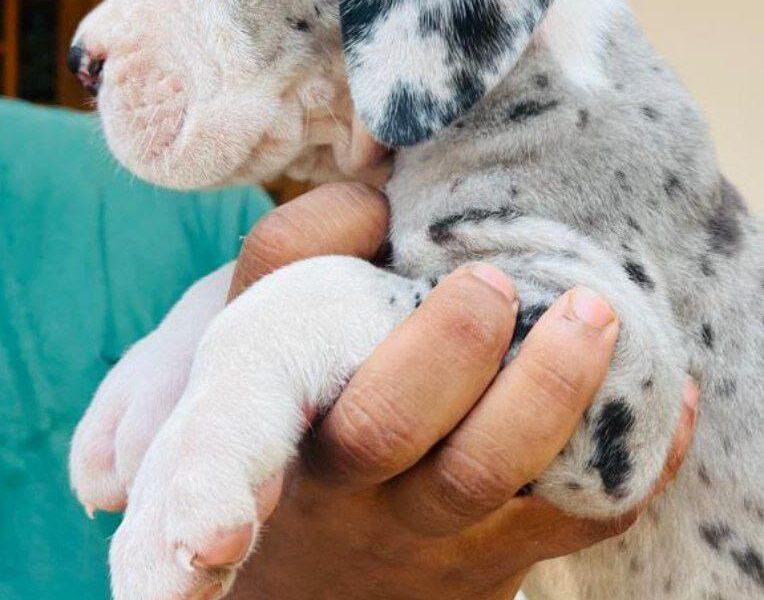 Great dane