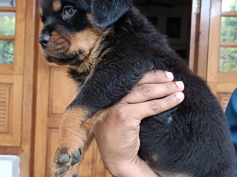 Rottweiler