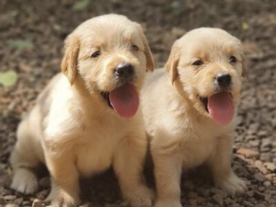 Golden retriever